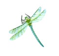 Blue-turquoise garden dragonfly, hand drawn watercolor illustration Royalty Free Stock Photo