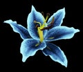 Blue-turquoise lily flower on a black background isolated with clipping path. for design.
