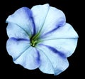 Blue-turquoise Petunia flower on black isolated background with clipping path no shadows. Closeup.