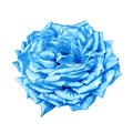 Blue turquoise Rose Flower