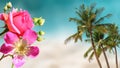 Blue turquoise sea water, white sand ,pink red wild roses  flowers, palm tree summer beach holiday travel background Royalty Free Stock Photo