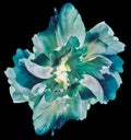 Blue-turquoise tulip. Flower on black isolated background with clipping path. For design. Closeup. Royalty Free Stock Photo