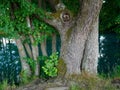 Blue turquoise water of the holy source trees on the shore. SLAVGOROD, BELARUS Royalty Free Stock Photo