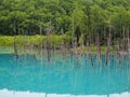 A blue, turquoise water of pond caused by colloidal aluminium hydroxide in the water in Biei, Hokkaido, Japan