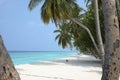 Paradise blue beach with palmtrees