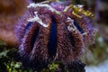 blue tuxedo urchin long tentacle, fluorescent animal agglutinate debris in reef marine aquarium, popular easy pet for beginner