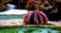 Blue Tuxedo Urchin Mespilia globulus Royalty Free Stock Photo