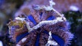 blue tuxedo urchin move tentacle, animal agglutinate debris in reef marine aquarium, popular pet in LED actinic blue light,