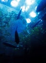 Blue Underwater Marine Landscape