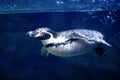 Blue underwater Penguin swimming under water surfa