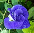 Blue valvet butterfly look aparajita flower in the garden