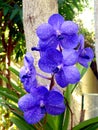Blue Vanda Orchid