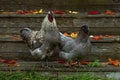 A blue variant of a hen of the breed Hedemora, in autumn. Royalty Free Stock Photo