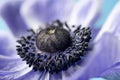 A blue variety of the poppy anemone, close-up