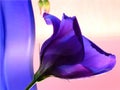 Blue vase and blue flower in pink background Royalty Free Stock Photo
