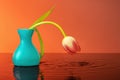 A blue vase with a red tulip with water drops on an orange background stands in the water. Royalty Free Stock Photo