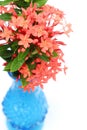 The blue vase Royalty Free Stock Photo