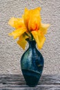 Blue vase with yellow iris. The vase stands on a wooden table on a background of beige wall Royalty Free Stock Photo