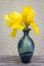 Blue vase with yellow iris. The vase stands on a wooden table on a background of beige wall. Royalty Free Stock Photo
