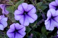 Blue Vein Petunia, Petunia atkinsoniana `Blue Vein`