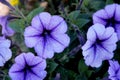 Blue Vein Petunia, Petunia atkinsoniana `Blue Vein`