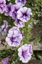 Blue Vein Petunias in bloom Petunia Surfinia