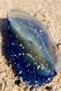 Blue Velella Washed up on Beach