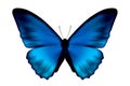 Blue Velvet Butterfly