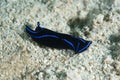 Blue Velvet Headshield Slug Chelidonura varians