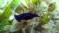Blue velvet headshield slug Chelidonura varians nudibranch