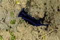 Blue Velvet Headshield Slug, Chelidonura varians