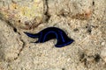 Blue Velvet Headshield Slug, Chelidonura varians, is a species of small sea slug, a marine opisthobranch gastropod mollusc in the