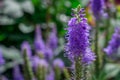 blue verbena hastata flowers in the green background