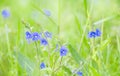 Blue Veronica chamaedrys flowers on flower meadow
