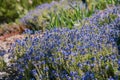 Blue Veronica cinera, Ash Colored Speedwell blossom Royalty Free Stock Photo