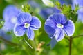 Blue Veronica flowers bloom