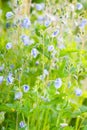 Blue Veronica flowers, macro, selective focus