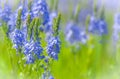 Blue Veronica longifolia flowers, selective focus, floral background