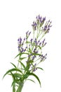 Blue Vervain Royalty Free Stock Photo