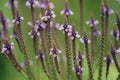 Blue Vervain Flowers Royalty Free Stock Photo