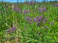 Blue Vervain Plant With Cattails and Bee Royalty Free Stock Photo