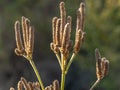 Blue Vervain Verbena hastata  in winter Close up shot Royalty Free Stock Photo