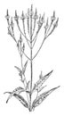 Blue Vervain vintage illustration