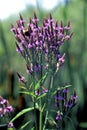 Blue Vervain  7051 Royalty Free Stock Photo