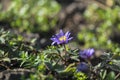 Blue and very rare spring flower with yellow stamens and pistils