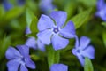 Blue vinca flowers