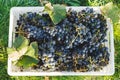 Blue vine grapes. Cabernet grapes in a box after autumn harvest, ready to be used for making wine Royalty Free Stock Photo