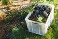 Blue vine grapes. Cabernet grapes in a box after autumn harvest, ready to be used for making wine Royalty Free Stock Photo