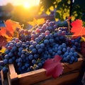 Blue vine grapes harvested in a wooden box with vineyard and sunshine.