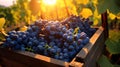 Blue vine grapes harvested in a wooden box with vineyard.